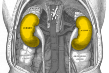 Rozhovor: Jak pečovat o zdraví vašich ledvin?